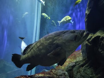 大分マリーンパレス水族館 「うみたまご」に投稿された画像（2024/11/5）