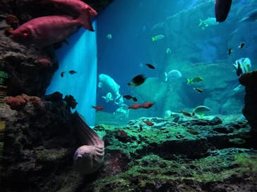 大分マリーンパレス水族館 「うみたまご」に投稿された画像（2024/11/5）