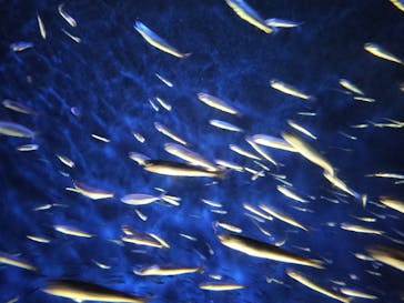 大分マリーンパレス水族館 「うみたまご」に投稿された画像（2024/11/5）