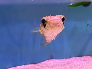 NARA KINGYO MUSEUMに投稿された画像（2024/11/5）