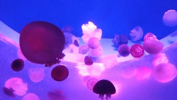 アクアワールド茨城県大洗水族館に投稿された画像（2024/11/5）