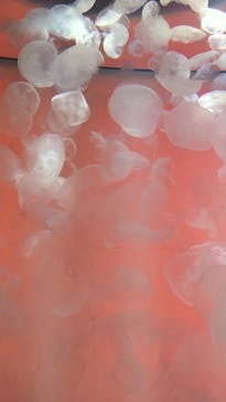 アクアワールド茨城県大洗水族館に投稿された画像（2024/11/5）