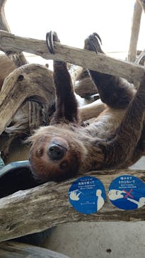 霞ケ浦 どうぶつとみんなのいえに投稿された画像（2024/11/5）