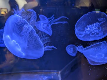 竹島水族館に投稿された画像（2024/11/5）