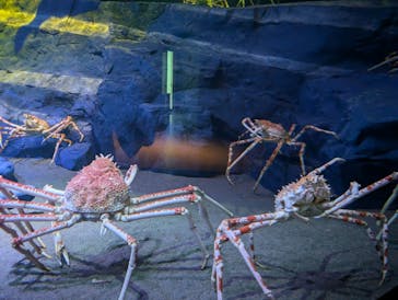 竹島水族館に投稿された画像（2024/11/5）