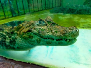 熱川バナナワニ園に投稿された画像（2024/11/5）