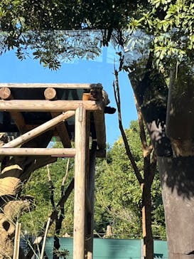 恩賜上野動物園に投稿された画像（2024/11/5）