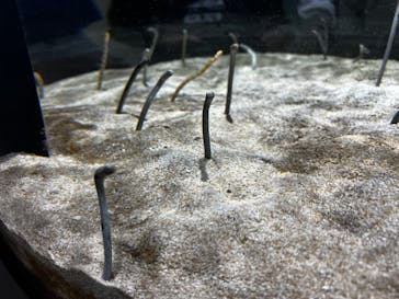 AQUARIUM × ART　atoaに投稿された画像（2024/11/5）