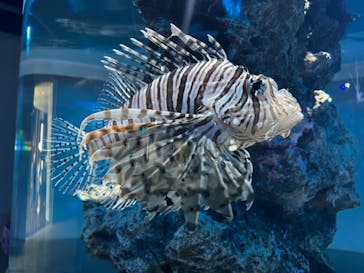 AQUARIUM × ART　atoaに投稿された画像（2024/11/5）