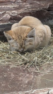 那須どうぶつ王国に投稿された画像（2024/11/5）