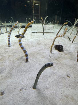京都水族館に投稿された画像（2024/11/5）