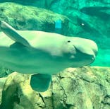 名古屋港水族館に投稿された画像（2024/11/6）