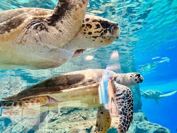 名古屋港水族館に投稿された画像（2024/11/6）