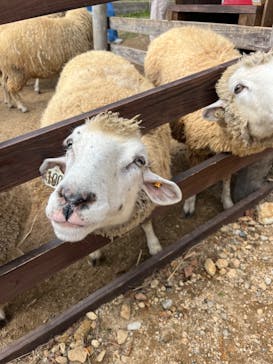 神戸市立六甲山牧場に投稿された画像（2024/11/6）