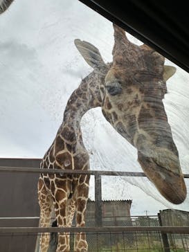 東北サファリパークに投稿された画像（2024/11/6）