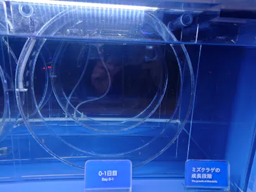 すみだ水族館に投稿された画像（2024/11/6）