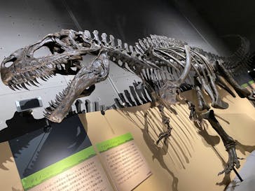 福井県立恐竜博物館に投稿された画像（2024/11/6）