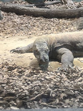 名古屋市東山動植物園に投稿された画像（2024/11/6）