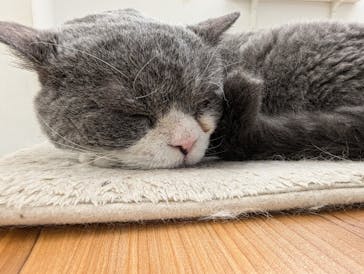 Moff アニマル カフェ イーアス 高尾店に投稿された画像（2024/11/6）