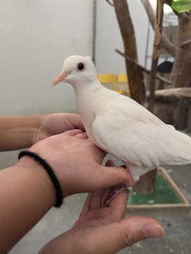 Moff アニマル カフェ イーアス 高尾店に投稿された画像（2024/11/6）