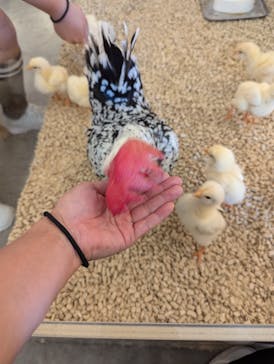 Moff アニマル カフェ イーアス 高尾店に投稿された画像（2024/11/6）