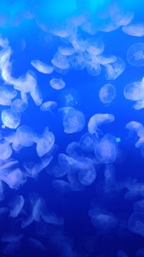 新江ノ島水族館に投稿された画像（2024/11/6）