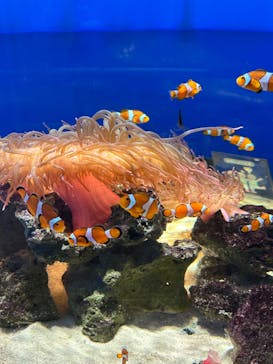 NIFREL（ニフレル）に投稿された画像（2024/11/6）