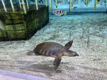 NIFREL（ニフレル）に投稿された画像（2024/11/6）