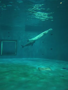 島根県立 しまね海洋館に投稿された画像（2024/11/6）