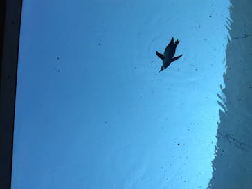 島根県立 しまね海洋館に投稿された画像（2024/11/6）