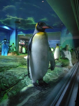 島根県立 しまね海洋館に投稿された画像（2024/11/6）