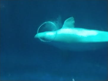 島根県立 しまね海洋館に投稿された画像（2024/11/6）