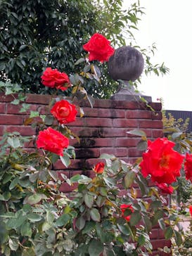 横浜イングリッシュガーデンに投稿された画像（2024/11/6）