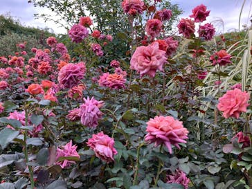 横浜イングリッシュガーデンに投稿された画像（2024/11/6）