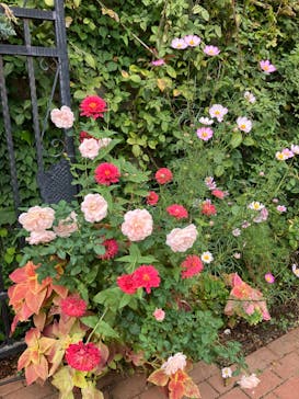 横浜イングリッシュガーデンに投稿された画像（2024/11/6）