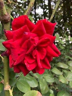 横浜イングリッシュガーデンに投稿された画像（2024/11/6）