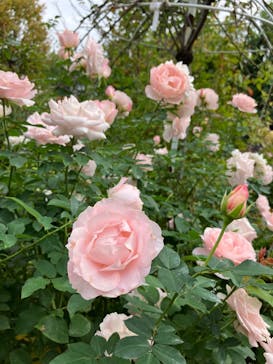 横浜イングリッシュガーデンに投稿された画像（2024/11/6）