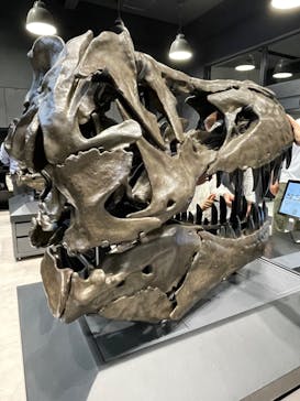 福井県立恐竜博物館に投稿された画像（2024/11/6）