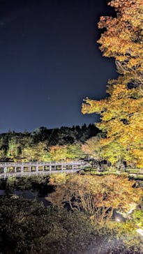 国営昭和記念公園 秋の夜散歩に投稿された画像（2024/11/6）
