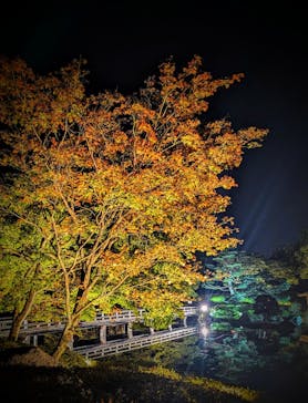 国営昭和記念公園 秋の夜散歩に投稿された画像（2024/11/6）