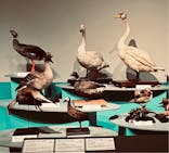 特別展「鳥 ～ゲノム解析が解き明かす新しい鳥類の系統～」国立科学博物館に投稿された画像（2024/11/7）