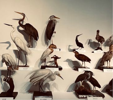 特別展「鳥 ～ゲノム解析が解き明かす新しい鳥類の系統～」国立科学博物館に投稿された画像（2024/11/6）