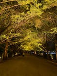 国営昭和記念公園 秋の夜散歩に投稿された画像（2024/11/7）