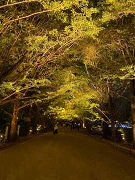 国営昭和記念公園 秋の夜散歩に投稿された画像（2024/11/7）