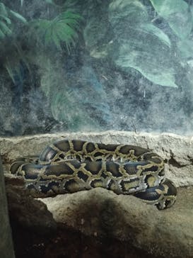 天王寺動物園に投稿された画像（2024/11/7）