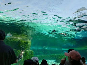 天王寺動物園に投稿された画像（2024/11/7）
