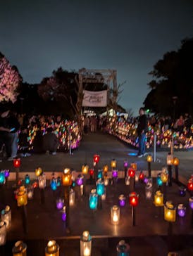 江の島シーキャンドルに投稿された画像（2024/11/7）