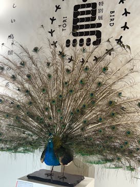 特別展「鳥 ～ゲノム解析が解き明かす新しい鳥類の系統～」国立科学博物館に投稿された画像（2024/11/7）