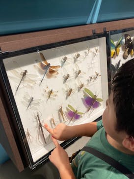 特別展「昆虫 MANIAC」（国立科学博物館）に投稿された画像（2024/11/7）