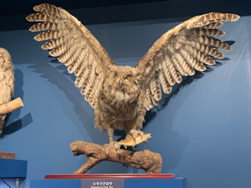 特別展「鳥 ～ゲノム解析が解き明かす新しい鳥類の系統～」国立科学博物館に投稿された画像（2024/11/7）